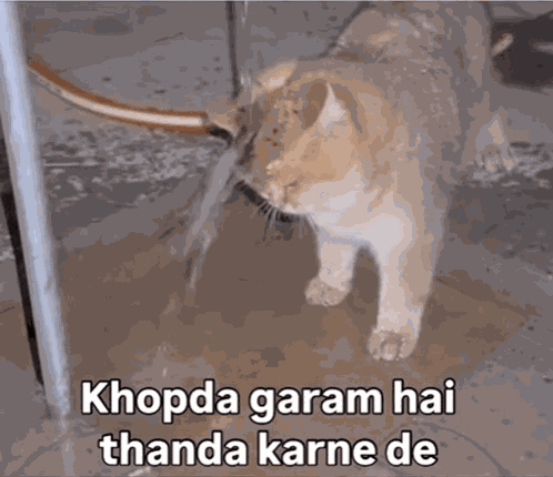 Cat Angry GIF