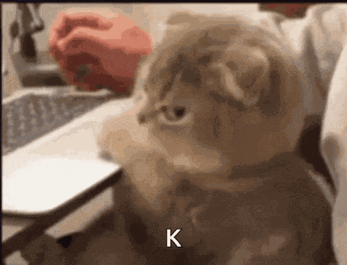 Cat Annoyed Cat GIF