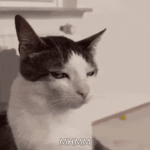 Cat Annoyed GIF