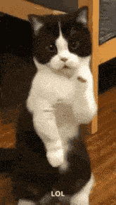 Cat GIF