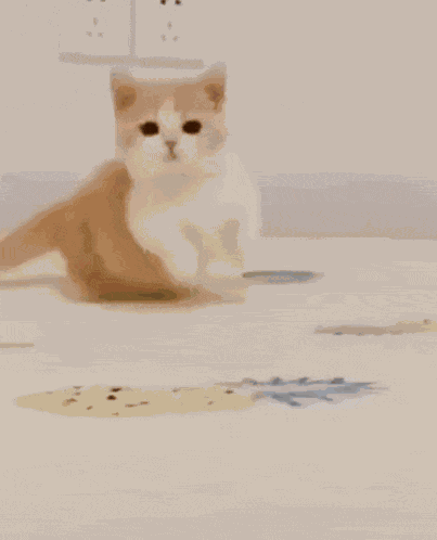 Cat Arrive Kitten GIF