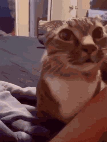 Cat Ask Asking GIF