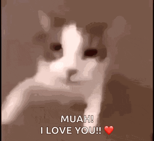 Cat GIF