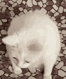 Cat GIF