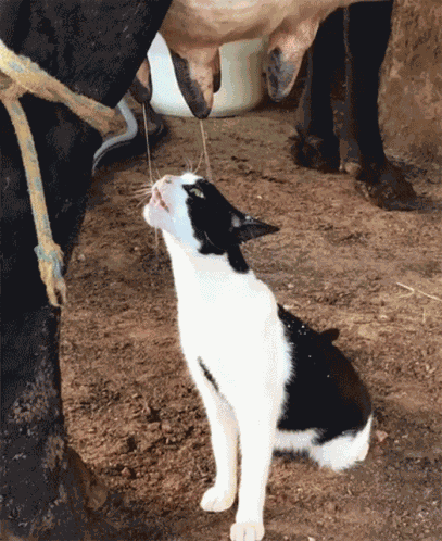 Cat At The Milk Bar Cat Drinking Cows Milk GIF