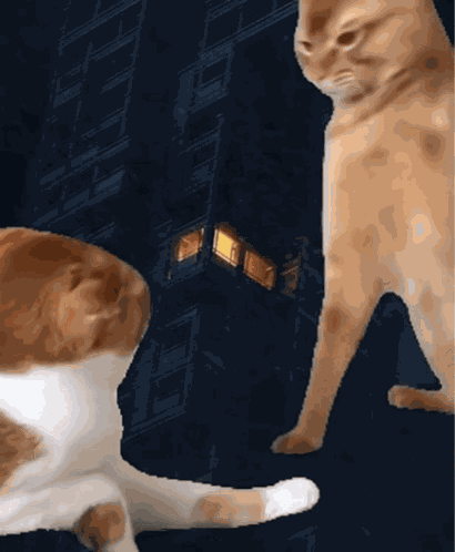 Cat Attack Attitude GIF
