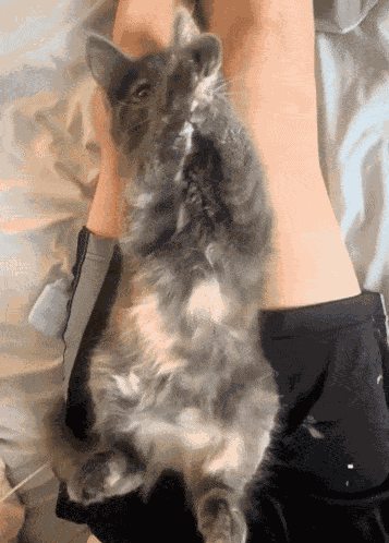 Cat Attack Cat Paws GIF