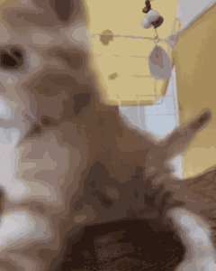 Cat Attack GIF