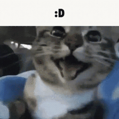 Cat GIF