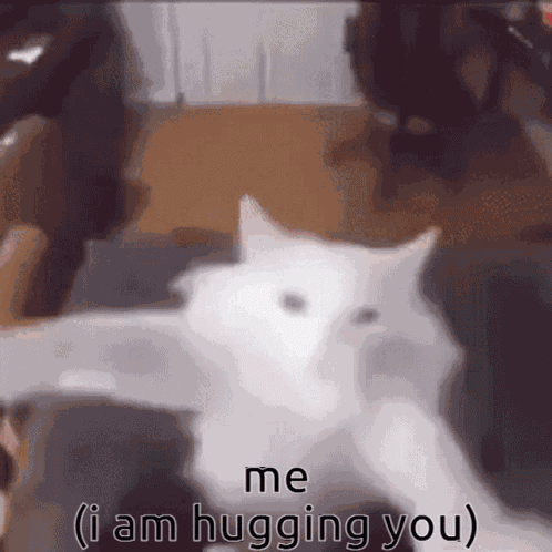 Cat Bagel GIF