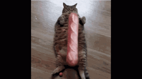Cat Baguette GIF