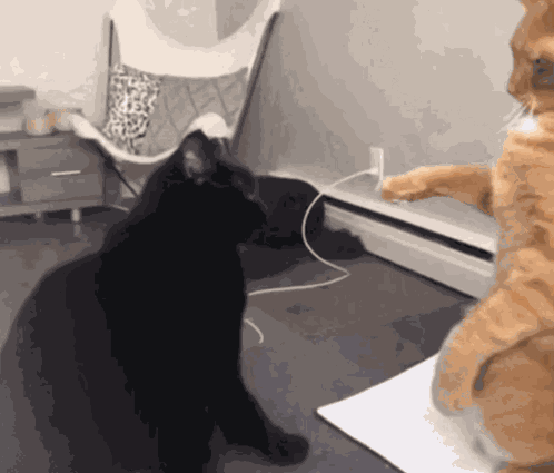 Cat Bap GIF