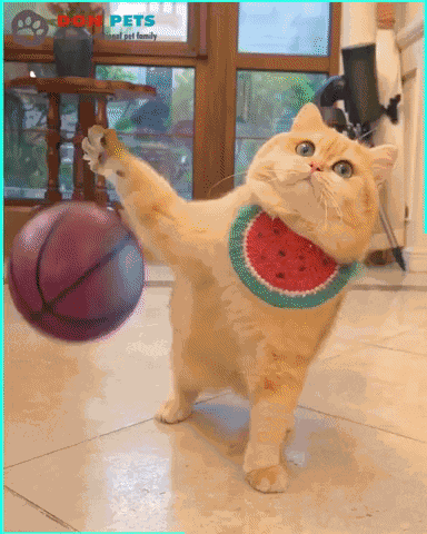 Cat Basketball GIF