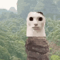 Cat Bbc GIF
