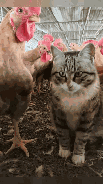 Cat Beats Cock GIF
