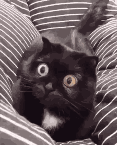 Cat Big Eyes GIF