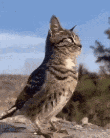 Cat Bird Casual GIF