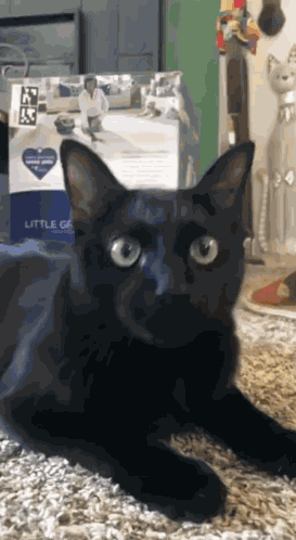 Cat Birthday GIF