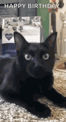 Cat Birthday GIF