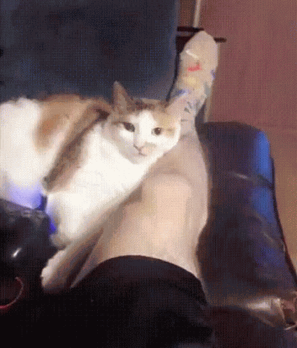 Cat Bite GIF
