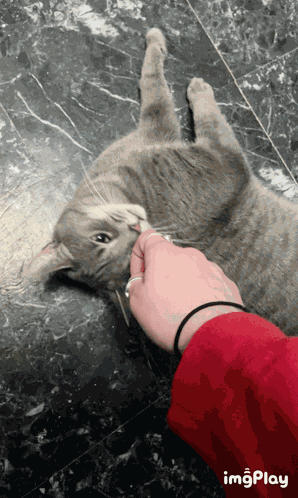 Cat Bite GIF