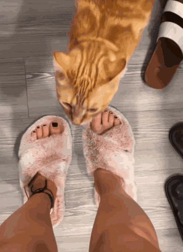 Cat Bite Leg Gato Bocao GIF