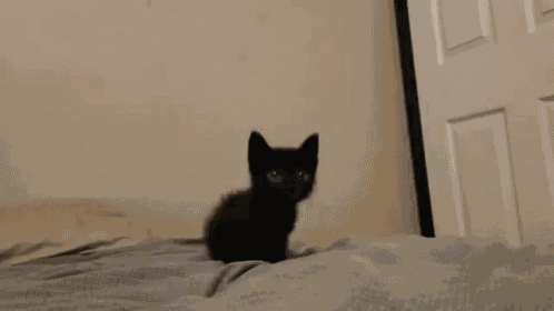 Cat Black Cat GIF
