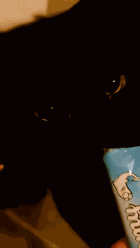 Cat Black Cat GIF