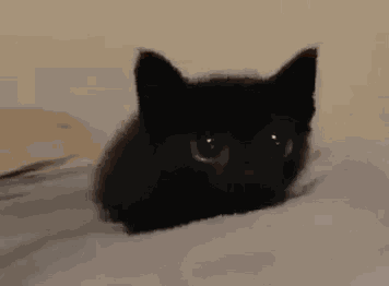 Cat Black Cat GIF