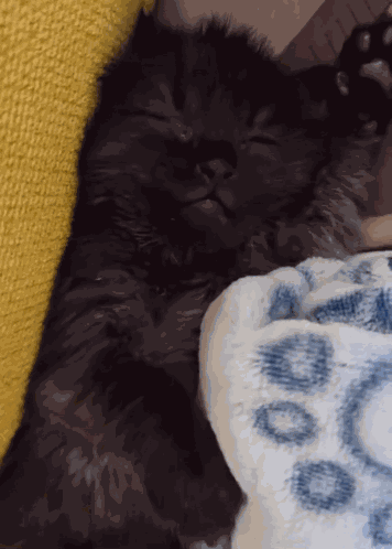 Cat Black Cat GIF