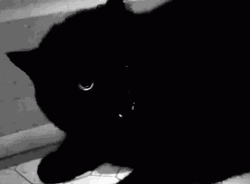 Cat Black GIF