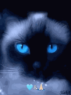 Cat Blinking Blue Eyes GIF