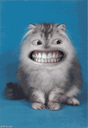 Cat GIF