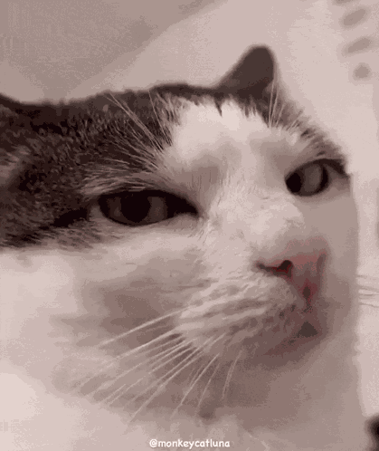 Cat Bored Cat GIF