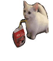 Cat Bouncy Sticker