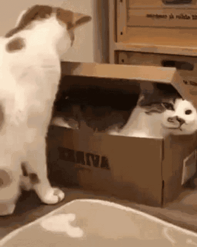 Cat Box GIF