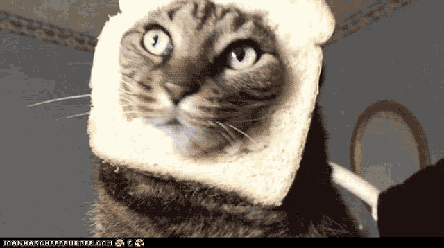 Cat Bread GIF