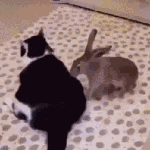 Cat Bunny GIF