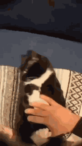 Cat Burrito Catrrito GIF