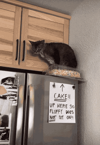 Cat Cake GIF