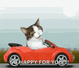 Cat Car GIF