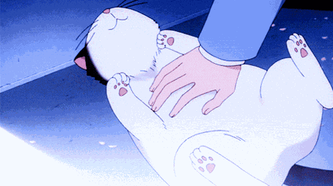 Cat Caricia GIF