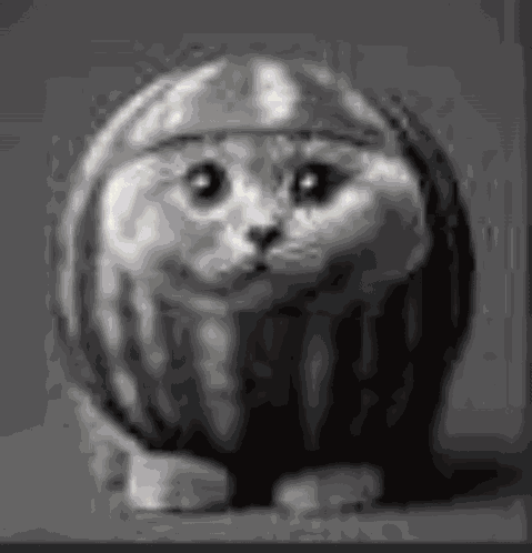 Cat Cat Blow Up GIF