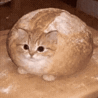 Cat Cat Bread GIF