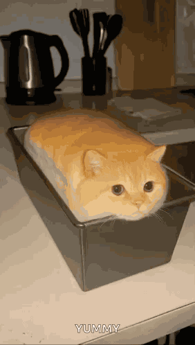 Cat Cat Bread GIF