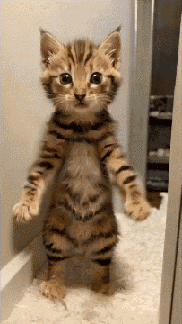 Cat Cat Dance GIF