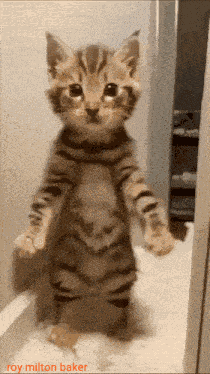 Cat Cat Dancing GIF