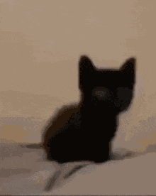 Cat Cat Exploding GIF