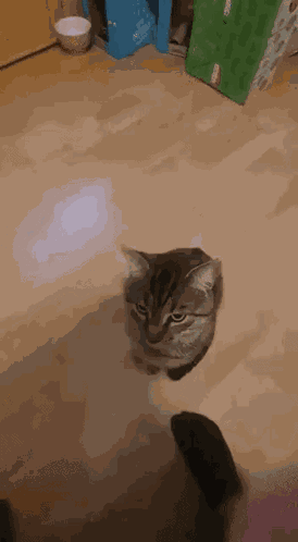 Cat Cat Forehead GIF