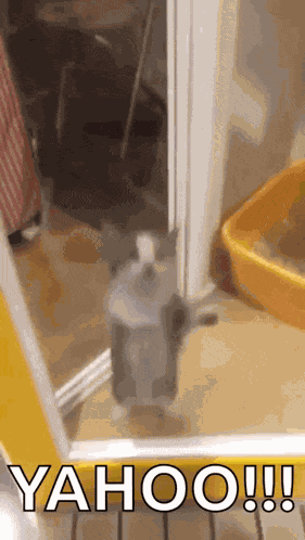 Cat Cat Jumping GIF